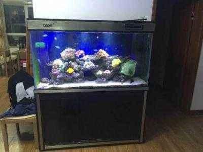 彩蝶魚缸為什么那么貴：為什么彩蝶魚缸價格昂貴？