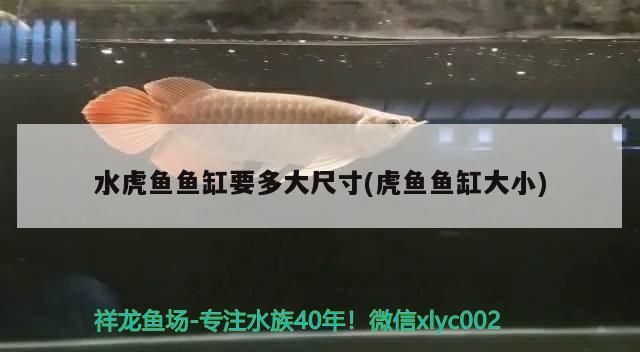 龍魚(yú)能和蝴蝶鯉混養(yǎng)嗎龍魚(yú)混養(yǎng)最佳伴侶魚(yú)，龍魚(yú)混養(yǎng)最佳伴侶魚(yú)龍魚(yú)和蝴蝶鯉的混養(yǎng)可行性分析