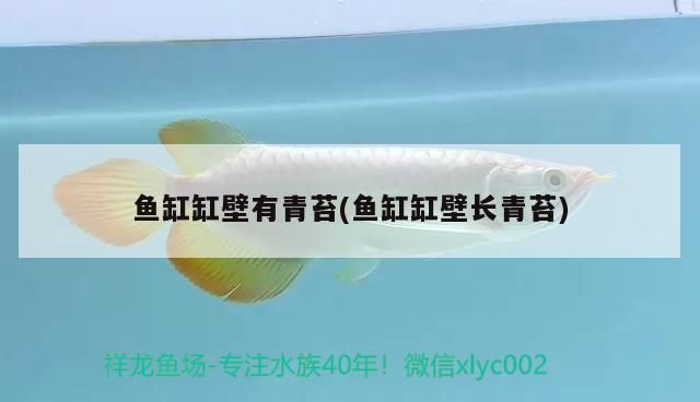 龍魚(yú)能和蝴蝶鯉混養(yǎng)嗎龍魚(yú)混養(yǎng)最佳伴侶魚(yú)，龍魚(yú)混養(yǎng)最佳伴侶魚(yú)龍魚(yú)和蝴蝶鯉的混養(yǎng)可行性分析
