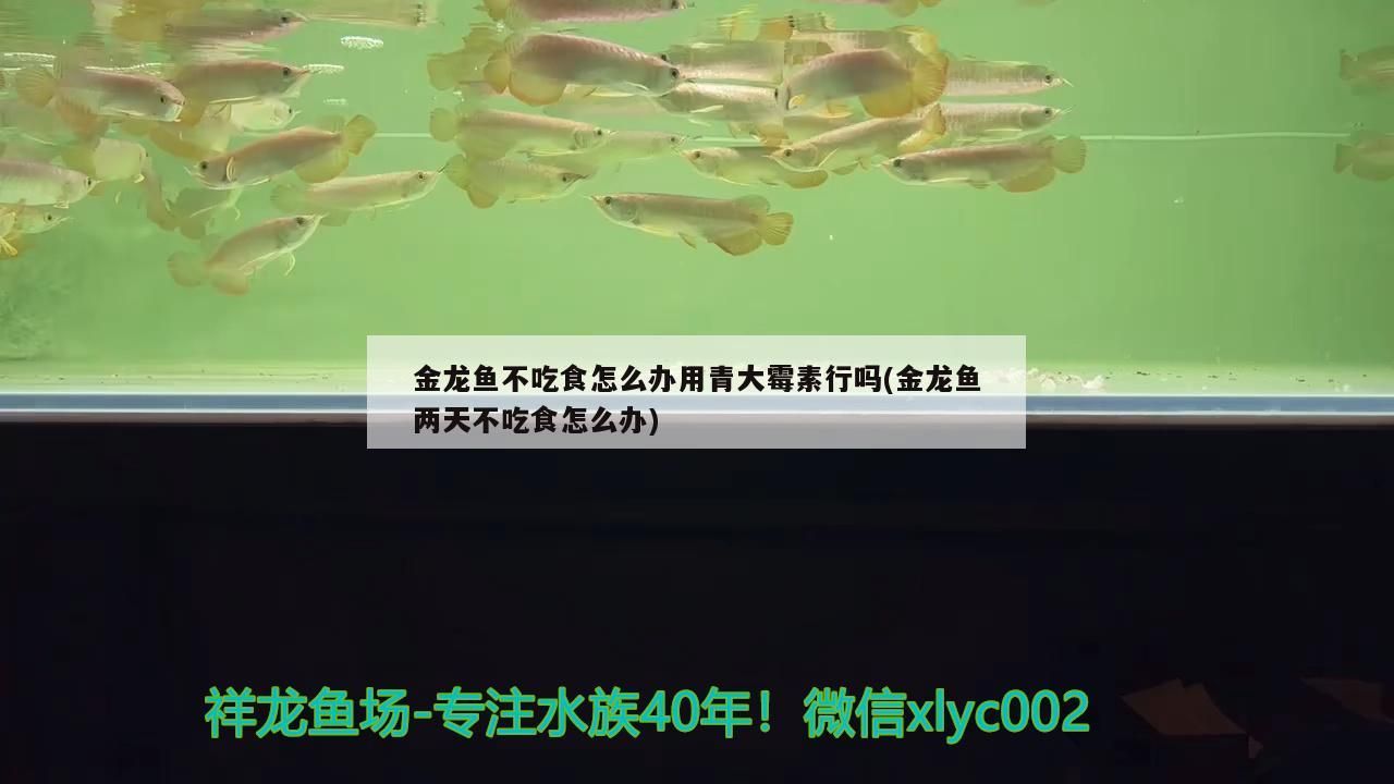 金龍魚不吃食怎么辦用青大霉素行嗎(金龍魚兩天不吃食怎么辦)（金龍魚不吃食怎么辦）