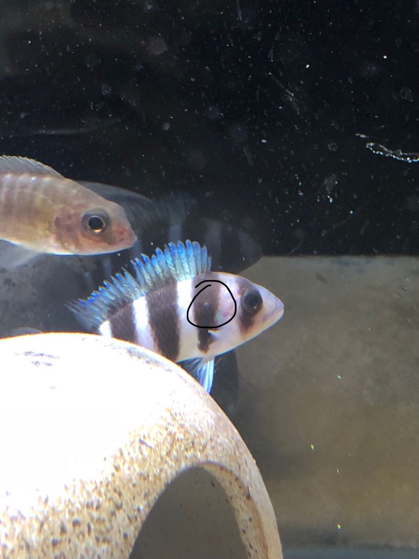 老鐵們有片魚鱗翹起是什么情況（老鐵們有片魚鱗翹起是什么情況，）
