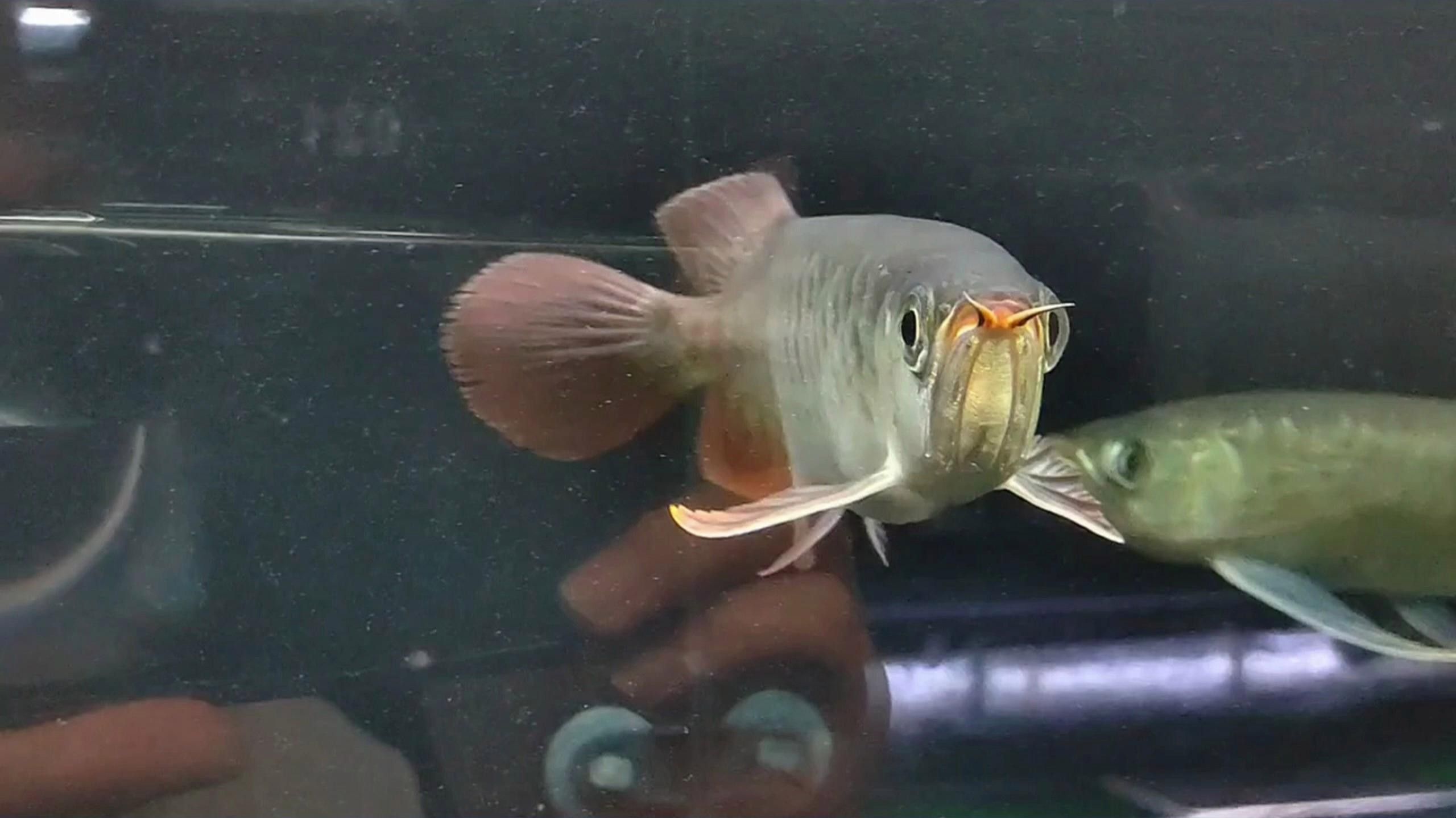 龍魚掉鱗潰爛（龍魚掉鱗潰爛怎么辦）