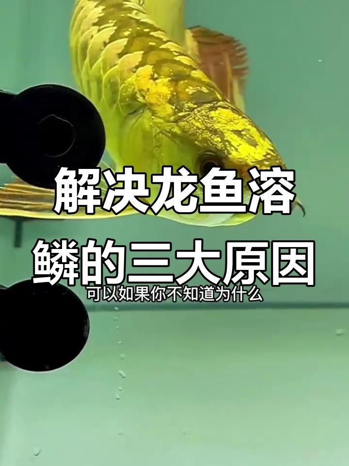 龍魚掉鱗潰爛（龍魚掉鱗潰爛怎么辦）