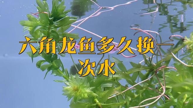龍魚掉鱗潰爛（龍魚掉鱗潰爛怎么辦）