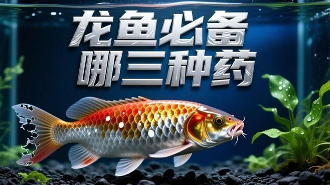 龍魚掉鱗潰爛（龍魚掉鱗潰爛怎么辦）