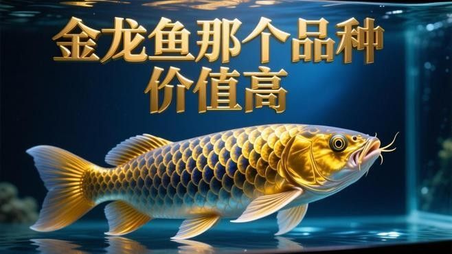 金龍魚那個品種價值高（金龍魚品種分類詳解zili聽金龍魚品種分類詳解）