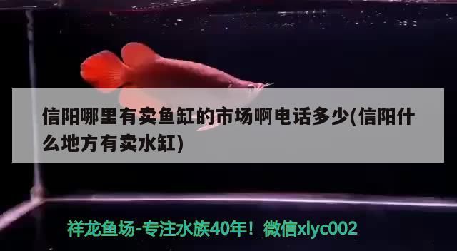 信陽哪里有賣魚缸的市場啊電話多少(信陽什么地方有賣水缸)（信陽哪里有賣魚缸的市場啊電話多少）