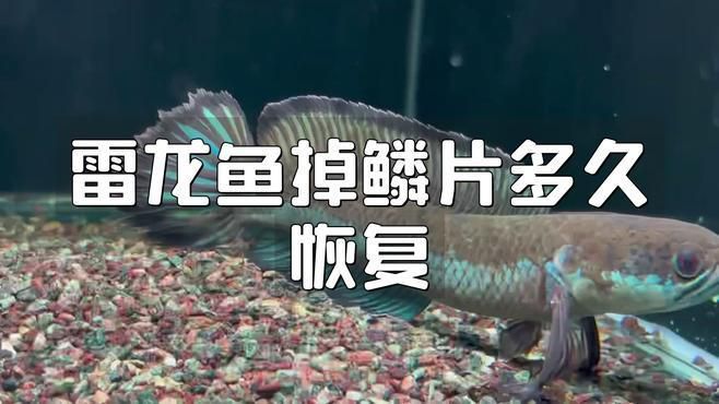 龍魚突然撞缸,鱗片掉了怎么辦（龍魚掉鱗片掉了還能長出來嗎揭秘魚類自愈能力背后的生存智慧）