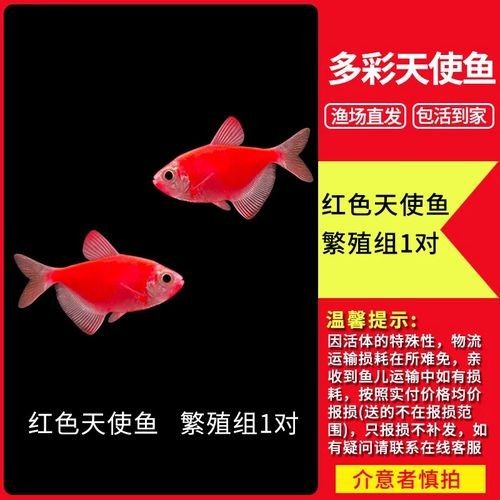 紅老虎魚屬于什么檔次（紅老虎魚的價格和發色過程）