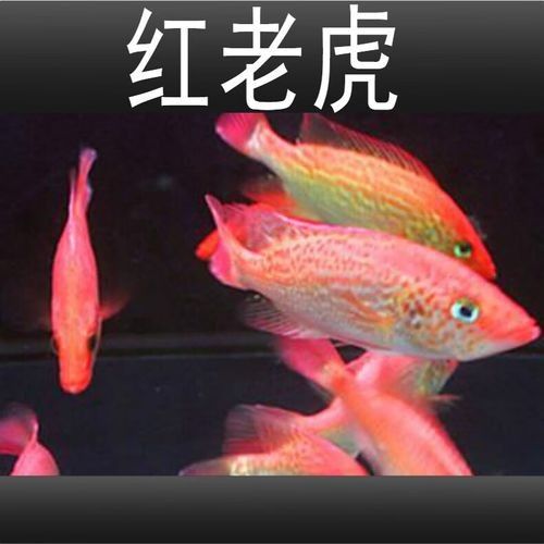 紅老虎魚屬于什么檔次（紅老虎魚的價格和發色過程）