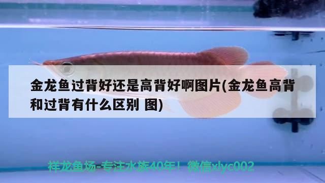 金龍魚過背好還是高背好啊圖片(金龍魚高背和過背有什么區別圖)（金龍魚的過背和過背有什么區別）