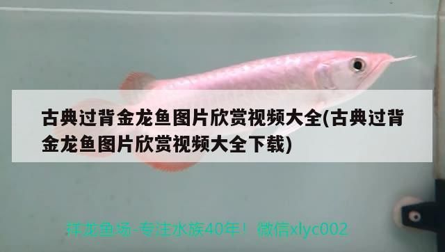 飼料 古典過背金龍魚圖片欣賞視頻大全(古典過背金龍魚圖片欣賞視頻大全下載)(古典過背金龍魚圖片欣賞) 觀賞魚百科 古典過背金龍魚圖片欣賞視頻大全(古典過背金龍魚圖片欣賞視頻大全下載)(古典過背金龍魚圖片欣賞) 古典過背金龍魚圖片欣賞視頻大全(古典過背金龍魚圖片欣賞視頻大全下載)(古典過背金龍魚圖片欣賞) 觀賞魚百科