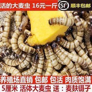 銀龍魚喂什么飼料最好（銀龍魚最適合喂哪種飼料）