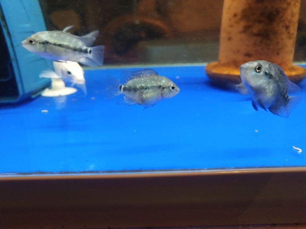鸚鵡魚 龍魚和蝴蝶鯉混養怎么喂食好 龍魚配蝴蝶鯉(龍魚和蝴蝶鯉混養怎么喂食好) 觀賞魚百科 龍魚和蝴蝶鯉混養怎么喂食好 龍魚配蝴蝶鯉(龍魚和蝴蝶鯉混養怎么喂食好) 龍魚和蝴蝶鯉混養怎么喂食好 龍魚配蝴蝶鯉(龍魚和蝴蝶鯉混養怎么喂食好) 觀賞魚百科