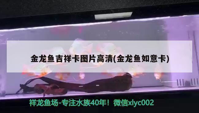 金龍魚吉祥卡圖片高清(金龍魚如意卡)（世界上最漂亮的觀賞魚圖片）