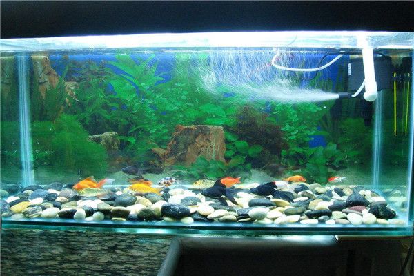 紅龍魚雌雄的怎么分辨(紅龍魚怎么區(qū)分)（如何區(qū)分紅龍魚雌雄）