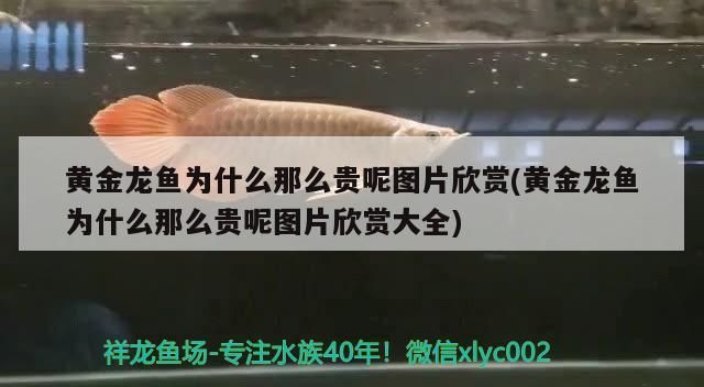 黃金龍魚為什么那么貴呢圖片欣賞(黃金龍魚為什么那么貴呢圖片欣賞大全)（黃金龍魚為什么那么貴）