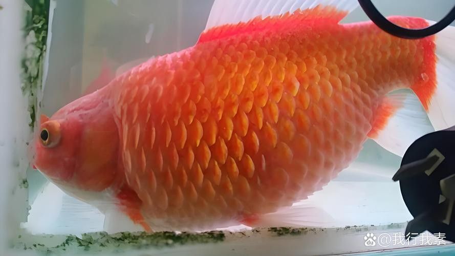 金魚炸鱗（老農談三農金魚炸麟的原因及處理方法及處理方法愛養魚的大劉劉）