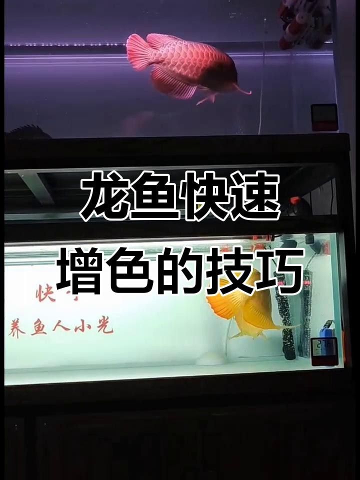龍魚增色的最佳三個時期（龍魚發色的三個階段）