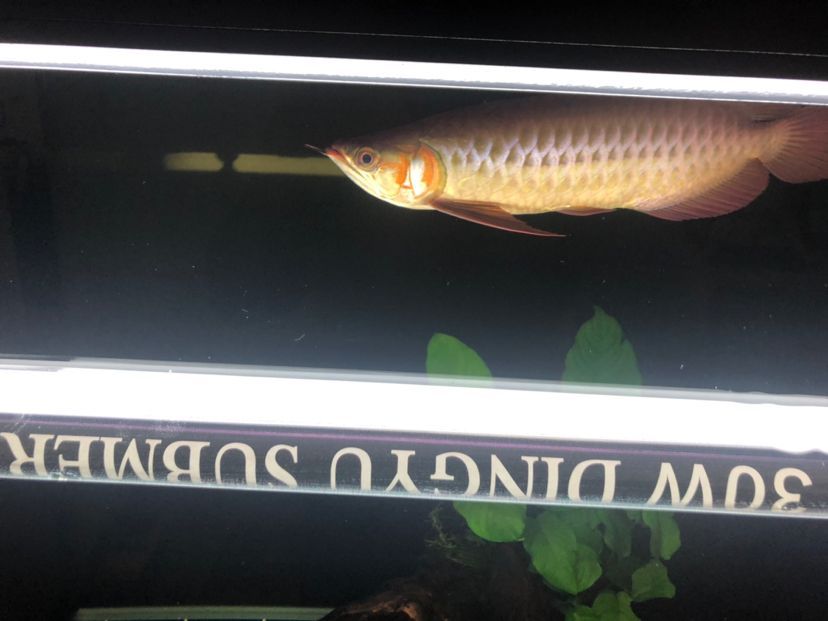 陽江觀賞魚市場上色啦（陽江觀賞魚市場上色啦，養龍真的是一門學問）
