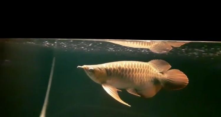 武漢金魚缸定制廠家地址及電話（ 武漢市魚缸定制工廠）（武漢金魚缸定制廠家）