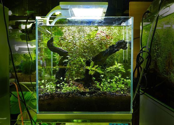 七彩雷龍魚發色不均勻（七彩雷龍魚發色不均勻怎么辦）