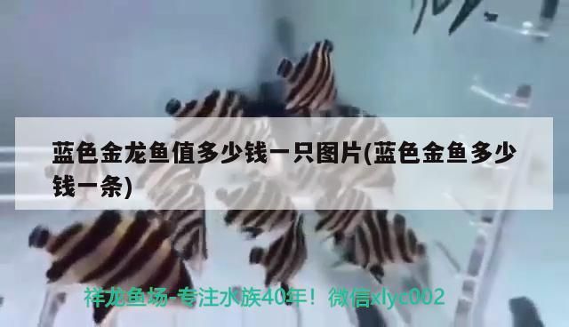 藍色金龍魚值多少錢一只圖片(藍色金魚多少錢一條)（藍色金龍魚值多少錢）