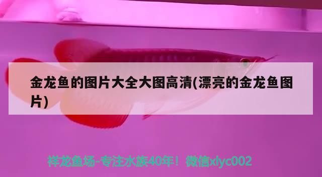 銀龍魚 金龍魚的圖片大全大圖高清(漂亮的金龍魚圖片)(金龍魚圖片大全大圖高清大圖展示金龍魚的美麗與魅力) 觀賞魚百科 金龍魚的圖片大全大圖高清(漂亮的金龍魚圖片)(金龍魚圖片大全大圖高清大圖展示金龍魚的美麗與魅力) 金龍魚的圖片大全大圖高清(漂亮的金龍魚圖片)(金龍魚圖片大全大圖高清大圖展示金龍魚的美麗與魅力) 觀賞魚百科