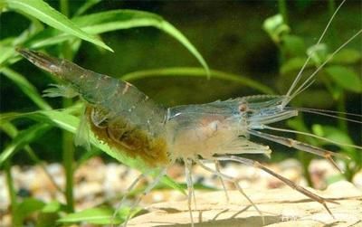 海龍魚的照片：關于海龍魚的一些問題 海龍魚的照片：關于海龍魚的一些問題 觀賞魚百科 第2張
