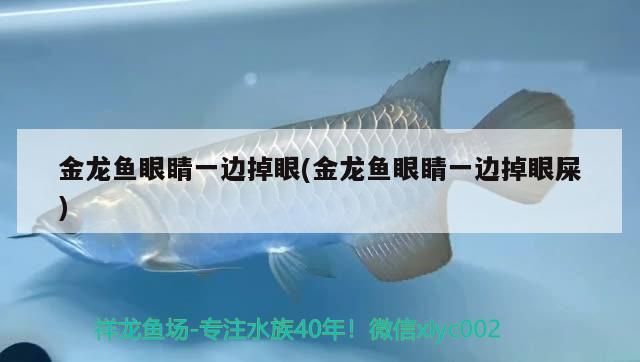 金龍魚眼睛一邊掉眼(金龍魚眼睛一邊掉眼屎)（金龍魚眼睛一邊掉眼屎怎么辦？）