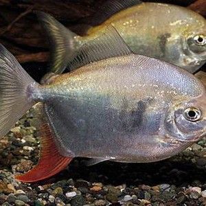 紅勾銀版魚最正宗的產地（紅勾銀版魚有哪些烹飪方法紅勾銀版魚的價格是多少）