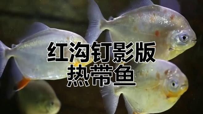 紅勾銀版魚最正宗的產地（紅勾銀版魚有哪些烹飪方法紅勾銀版魚的價格是多少）