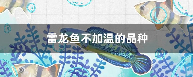 雷龍魚不加溫的品種（雷龍魚不加溫怎么辦）