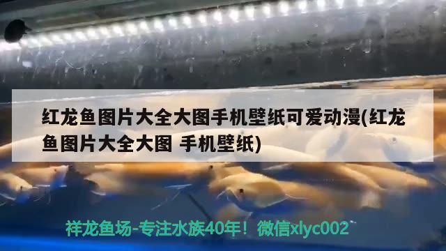 紅龍魚圖片大全大圖手機壁紙可愛動漫(紅龍魚圖片大全大圖手機壁紙)（紅龍魚圖片大全大圖大圖手機壁紙）