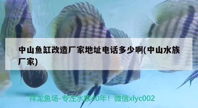 中山魚缸改造廠家地址電話多少啊(中山水族廠家)（中山魚缸改造廠家地址電話多少中山魚缸改造廠家地址電話多少）