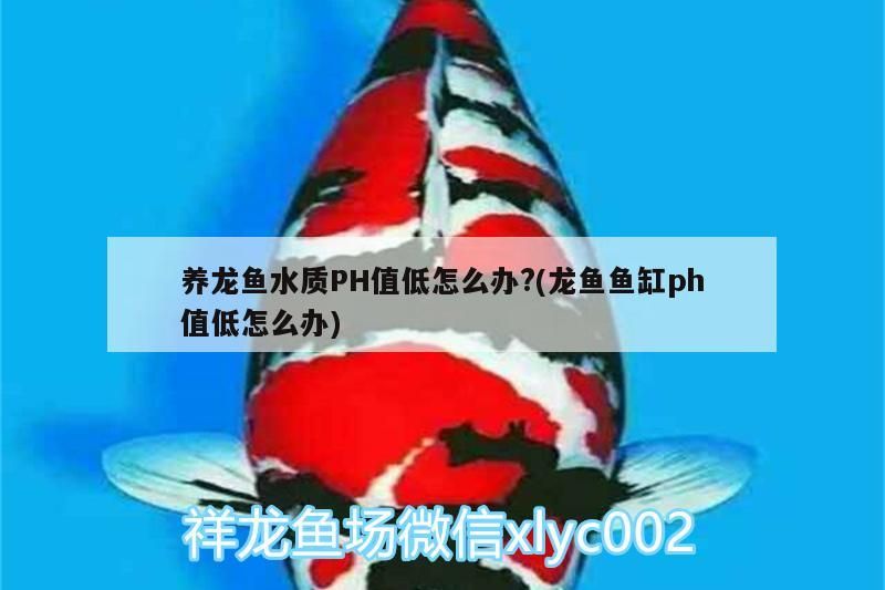 養龍魚水質PH值低怎么辦?(龍魚魚缸ph值低怎么辦)（養龍魚水質ph值低怎么辦養龍魚水質ph值低怎么辦）