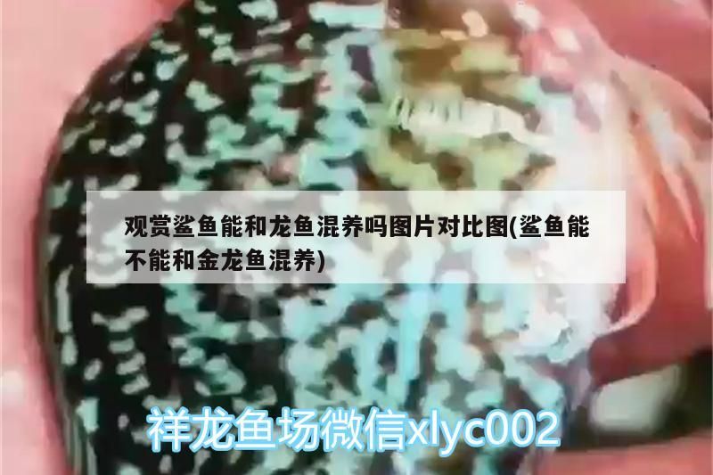 觀賞鯊魚能和龍魚混養(yǎng)嗎圖片對比圖(鯊魚能不能和金龍魚混養(yǎng))（觀賞鯊魚能和金龍魚混養(yǎng)嗎）