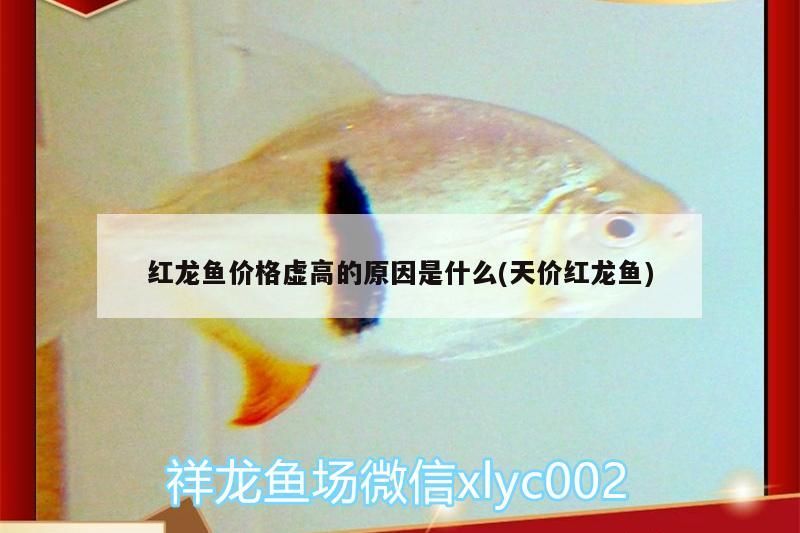 飛鳳魚怎樣讓它不吸魚（飛鳳魚怎樣讓它不吸魚缸）（飛鳳魚吸魚怎么辦）