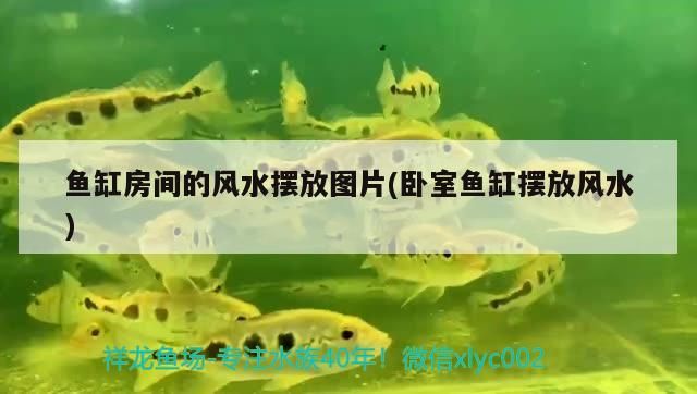 魚缸房間的風水擺放圖片(臥室魚缸擺放風水)（臥室魚缸擺放風水擺放的風水忌諱，養魚的朋友不妨一看）