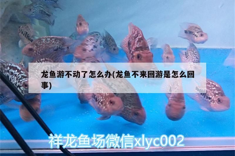 龍魚游不動(dòng)了怎么辦(龍魚不來回游是怎么回事)（祥龍魚游不動(dòng)了怎么辦，龍魚游不動(dòng)了怎么辦）
