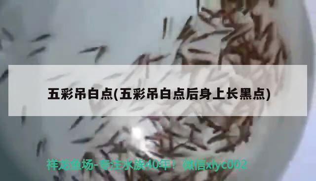 五彩吊白點(五彩吊白點后身上長黑點)（鬧元宵作文1,五彩吊白點是一種常見的皮膚病因不同而異）