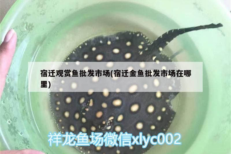 宿遷觀賞魚批發市場(宿遷金魚批發市場在哪里)（上?；B市場） 宿遷觀賞魚批發市場(宿遷金魚批發市場在哪里)（上海花鳥市場） 觀賞魚百科