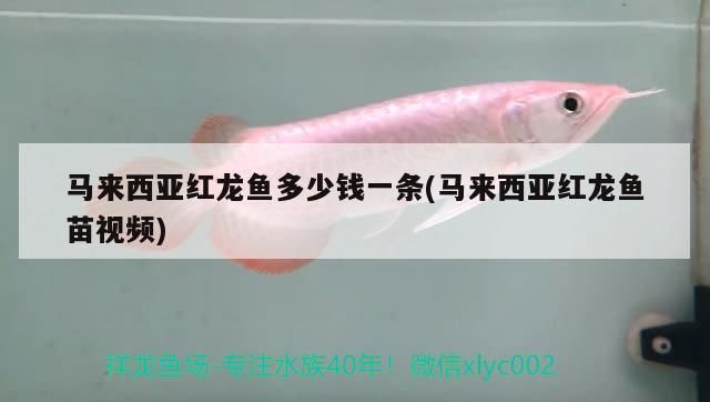 馬來西亞紅龍魚多少錢一條(馬來西亞紅龍魚苗視頻)（馬來西亞紅龍魚多少錢一條）