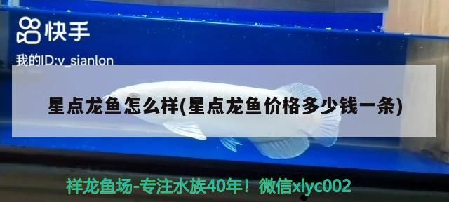 星點龍魚怎么樣(星點龍魚價格多少錢一條)（星點龍魚怎么樣和星點龍魚價格多少錢一條對應的信息）