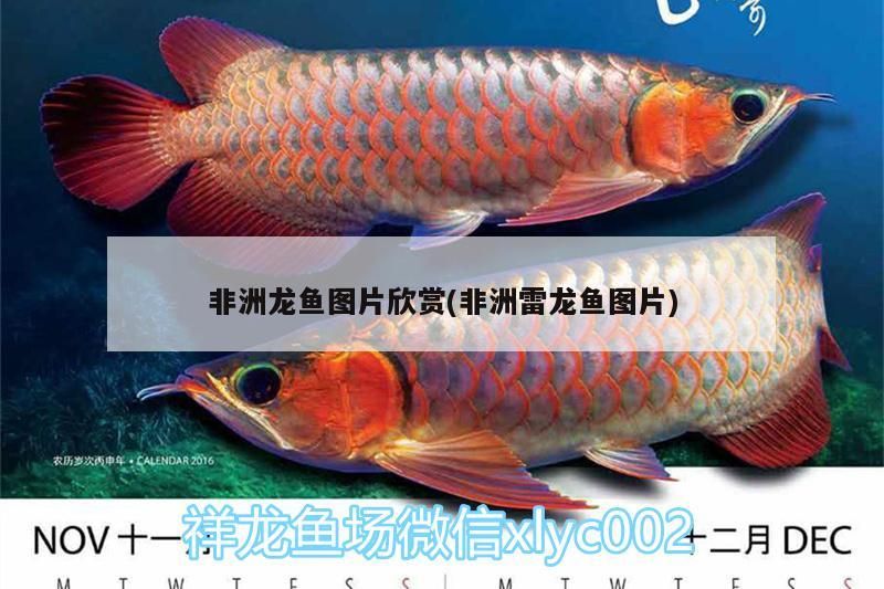 非洲龍魚圖片欣賞(非洲雷龍魚圖片)（非洲龍魚中性情最溫和的龍魚，非洲龍魚的分布幾種類）