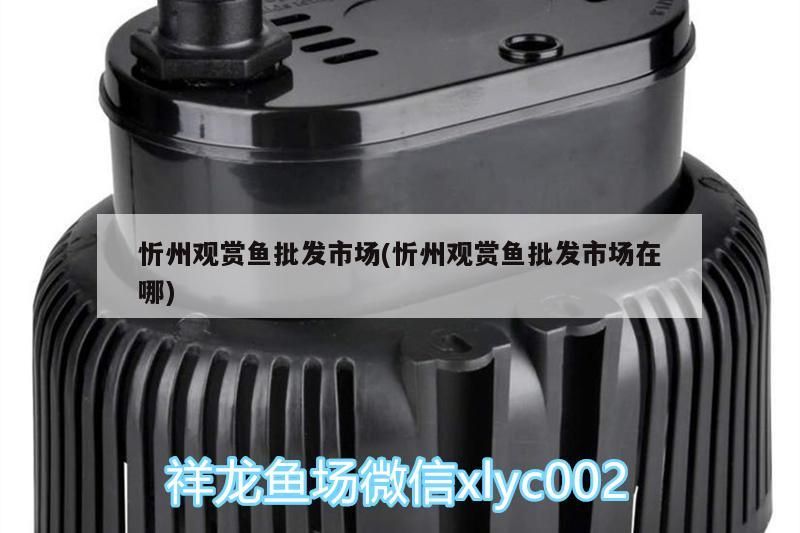 <strong><mark>忻州</mark></strong>觀賞魚批發(fā)市場(<strong><mark>忻州</mark></strong>觀賞魚批發(fā)市場在哪)（北京<strong><mark>忻州</mark></strong>觀賞魚批發(fā)市場（北京南站986路魚市場））