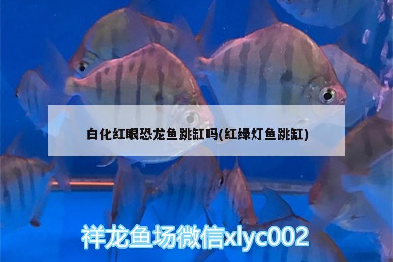 白化紅眼恐龍魚跳缸嗎(紅綠燈魚跳缸)（白化紅眼恐龍魚跳缸嗎）
