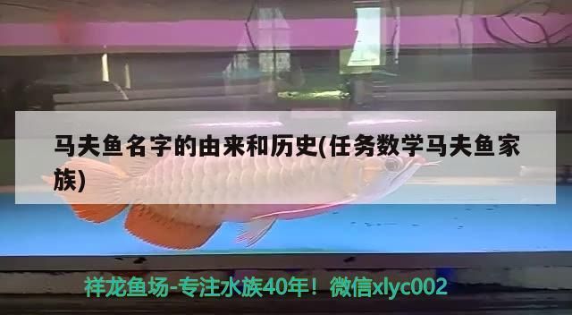 馬夫魚名字的由來和歷史(任務(wù)數(shù)學(xué)馬夫魚家族)（馬夫魚名字的由來和歷史）