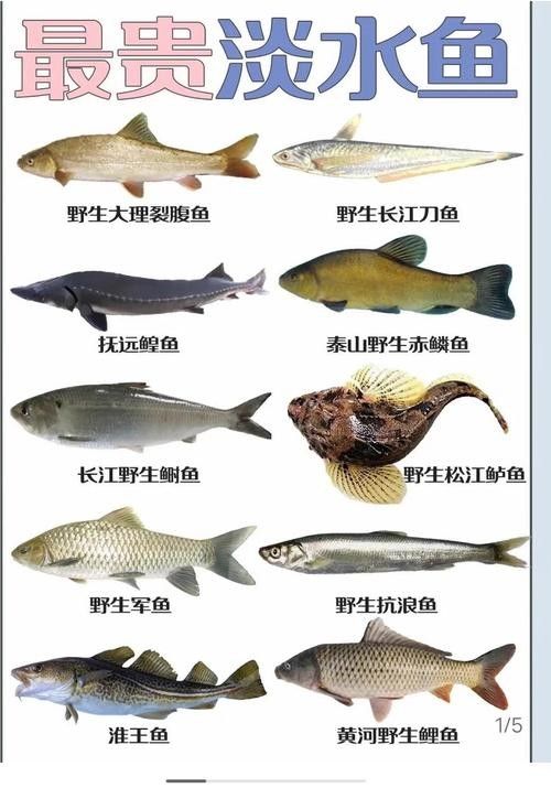 四川最貴的淡水魚（四川最貴的淡水魚是石巴子、石爬子、石爬子、石爬[需手動(dòng)填充]）