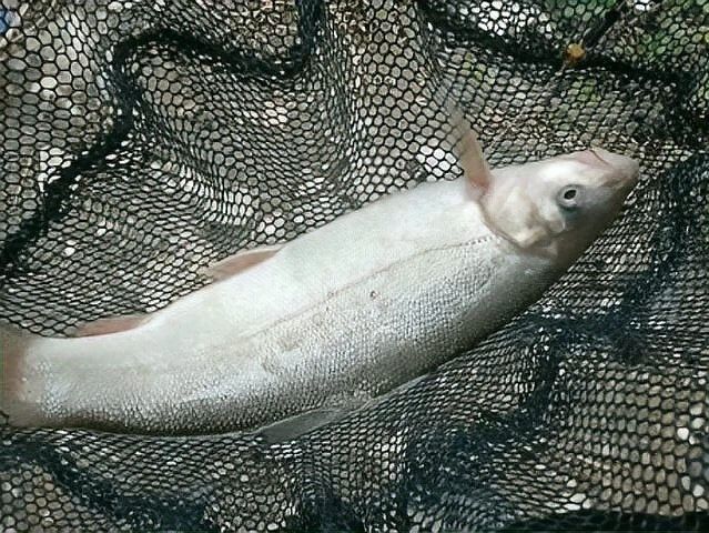 四川最貴的淡水魚（四川最貴的淡水魚是石巴子、石爬子、石爬子、石爬[需手動(dòng)填充]）